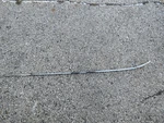 1969 Buick Skylark Special Deluxe Sport Wagon Hood Spear Trim Molding 1230100. Fixed Price $90.00.