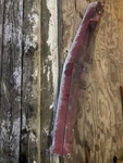 79-81 Firebird Trans Front Lower Spoiler Air Dam Deflector 10004249. Fixed Price $140.00.