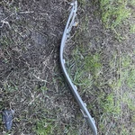 02-04 Mercedes C230 W203 Coupe Front Bumper Right Passenger Side Molding Oem. Fixed Price $49.00.