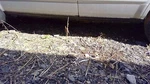 2003 - 2008 Honda Pilot Rocker Molding Lh Driver Side Oem 71850S9VA00ZA. Fixed Price $92.05.