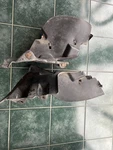 Impala Caprice Roadmaster Body Wheelhouse Panel Rh 91-96 Pair Set Of 2 Oem. Fixed Price $250.00.
