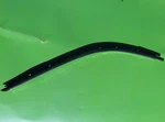 Toyota Celica 90-93 Left Door Side Roof Drip Finish Molding 75552-20400 Oem Gts. Fixed Price $79.99.